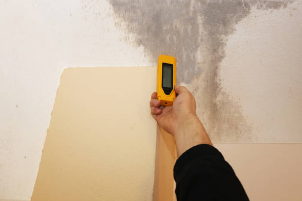 Best Environmental Consulting for Mold Prevention  in Oak Park, CA
