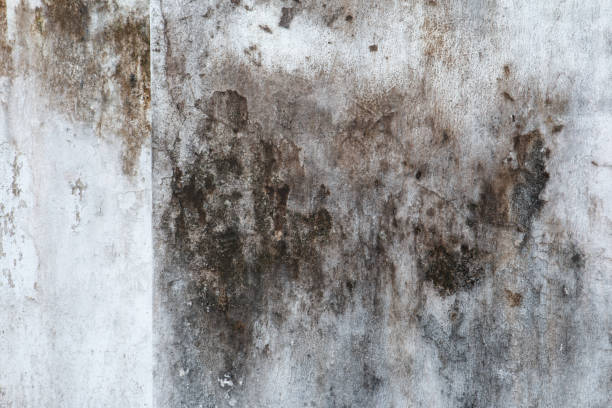 Mold Removal for HVAC Installations in Oak Park, CA
