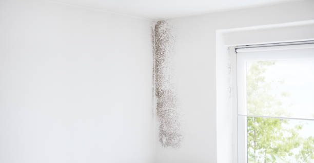 Trusted Oak Park, CA Mold Removal Experts